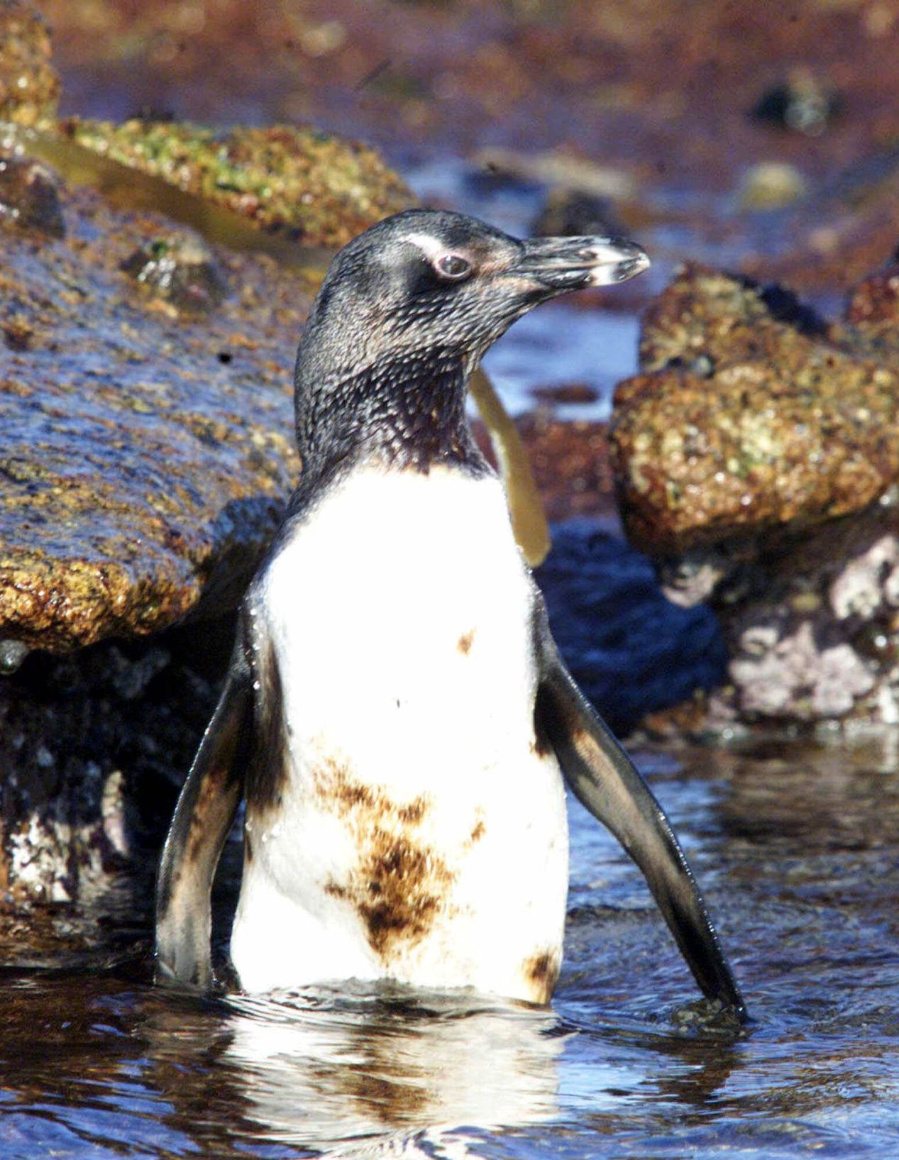 Penguin